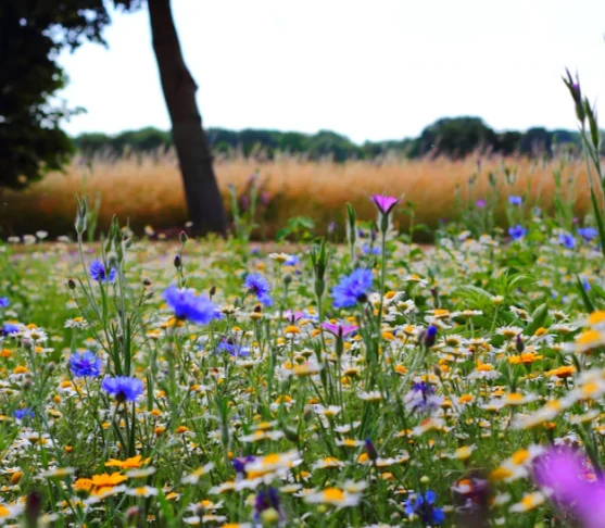 Wildflower meadow in summer sunshine with trees and blue sky